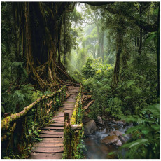 Papier peint photo arbre 3D chemin dans la forêt nature pour la paroi chambre salon 300x210