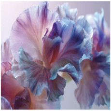 Papier peint photo fleurs abstraction chambre salon papier peint intissé 150x105