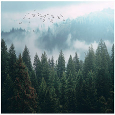 Papier peint forêt dans le brouillard 3D arbres nature pour mur chambre salon 400x280