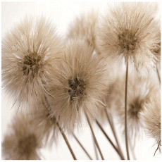 Papier peint photo boho nature chambre salon papier peint intissé 350x250