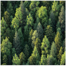 Papier peint forêt arbres nature chambre salon papier peint intissé 200x140