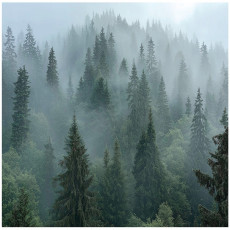 Papier peint forêt dans le brouillard arbres 3D nature pour mur chambre salon 350x250