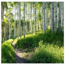 Papier peint photo forêt de bouleaux ensoleillée pour chambre à coucher ou salon, papier peint mural 250x175