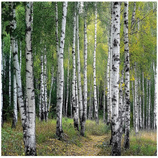 Papier peint 3D forêt de bouleaux arbres chambre salon papier peint intissé 250x175