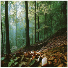 Papier peint 3D forêt nature arbres paysage pour mur chambre salon 400x280