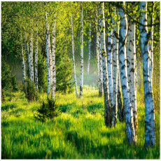 Papier peint photo forêt bouleaux arbres nature prairie salon chambre à coucher papier peint 400x280