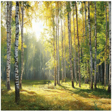 Papier peint photo forêt 3D arbres nature vert pour mur chambre salon 150x105