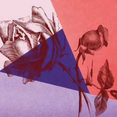 Papier peint mural roses, dessin au trait, motif géométrique, salon