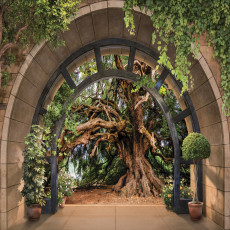 Papier peint mural représentant une vue en arc-de-cercle sur un vieil arbre dans un salon
