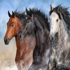 Papier peint mural représentant des chevaux au galop, pour un salon réaliste