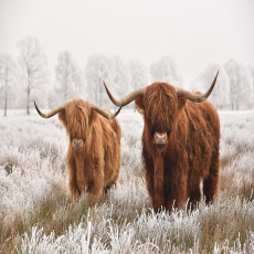 Papier peint mural « Vaches des Highlands en hiver » pour le salon