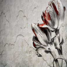 Papier peint mural « Tulipes blanches et rouges sur fond de béton » pour le salon