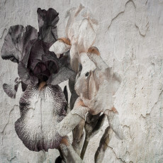 Papier peint mural « Iris » effet mur fissuré pour le salon
