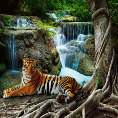 Papier peint mural « Tigre, cascade et jungle » pour le salon