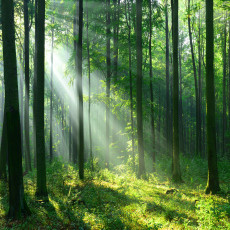 Papier peint mural « Rayons de soleil dans la forêt » pour le salon