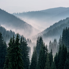 Papier peint mural « Forêt de pins brumeuse » pour le salon