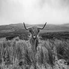 Papier peint mural « vache des Highlands » noir et blanc pour le salon