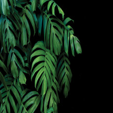 Papier peint mural « Feuilles de monstera » noir pour salon