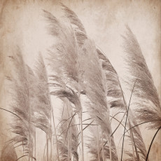 Papier peint mural « herbe de la pampa » pour un salon vintage