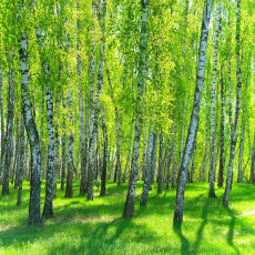 Papier peint mural « Forêt de bouleaux et prairie » pour le salon