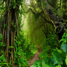 Papier peint mural « Jungle Path » pour un salon verdoyant