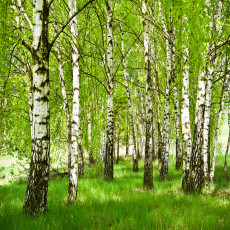 Papier peint mural « Forêt de bouleaux au printemps » pour le salon