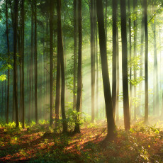 Papier peint mural « Rayons de soleil dans la forêt » pour le salon