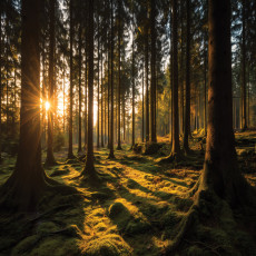 Papier peint mural « Forêt de pins, rayons de soleil, vert mousse » pour salon, chambre ou bureau