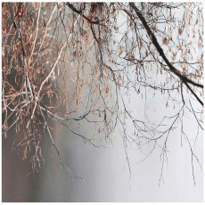 Papier peint branches béton gris nature pour mur chambre salon 350x250