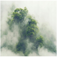 Papier peint forêt tropicale arbres dans le brouillard pour salon chambre à coucher papier peint 250x175