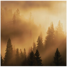 Papier peint photo forêt dans le brouillard beige 3D chambre salon papier peint intissé 400x280