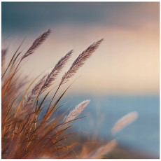 Papier peint photo herbe nature beige chambre salon papier peint intissé 350x250