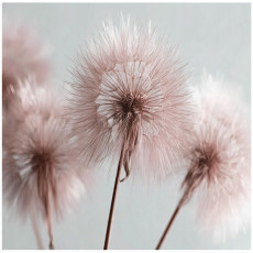 Papier peint photo boho nature roses pour la chambre à coucher ou le salon 150x105