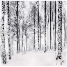 Papier peint 3D forêt de bouleaux arbres nature pour mur chambre salon 150x105