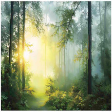 Papier peint photo forêt 3D arbres Soleil nature pour mur chambre salon 400x280