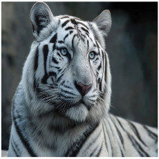 Papier peint tigre blanc animaux nature pour la chambre à coucher salon 250x175