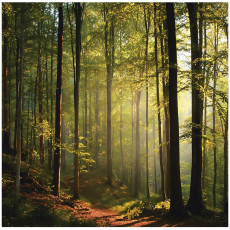 Papier peint forêt Arbres ensoleillés nature pour la chambre à coucher salon 350x250