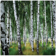 Papier peint forêt bouleaux arbres nature pour mur chambre salon 300x210