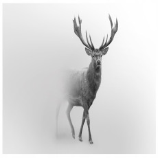 Papier peint photo cerf animaux brouillard pour chambre à coucher salon papier peint mural 350x250