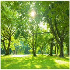 Papier peint forêt Soleil arbres nature prairie pour salon chambre à coucher papier peint 250x175