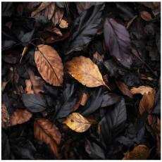 Papier peint photo feuilles nature noir chambre à coucher salon papier peint intissé 250x175