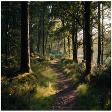 Papier peint forêt arbres nature chambre salon papier peint intissé 400x280