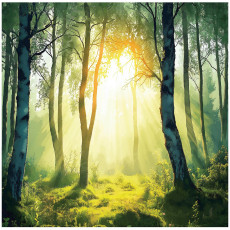 Papier peint forêt 3D arbres nature Soleil pour mur chambre salon 300x210