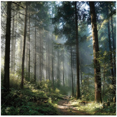 Papier peint 3D forêt arbres nature paysage pour mur chambre salon 250x175