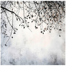 Papier peint photo branches béton arbre chambre salon papier peint intissé 250x175