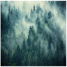 Papier peint forêt dans le brouillard vert pour chambre à coucher salon papier peint mural 150x105