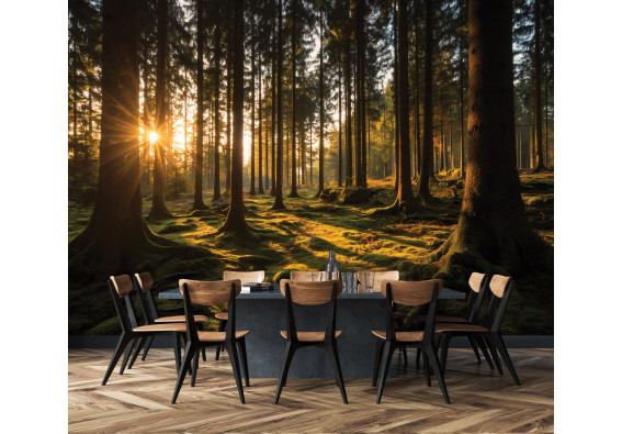 Papier peint mural « Forêt de pins, rayons de soleil, vert mousse » pour salon, chambre ou bureau