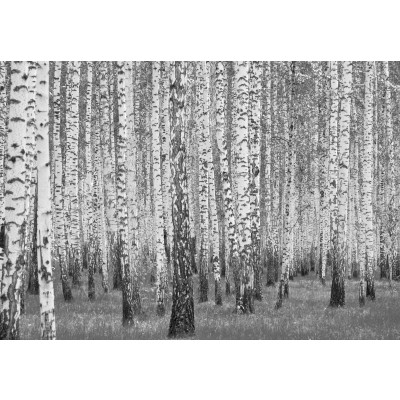14211 - Nature : forêt de bouleaux noirs et blancs