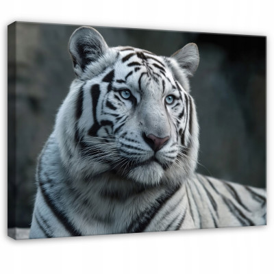 Peinture tigre blanc animaux nature pour chambre à coucher salon sur toile 60x40