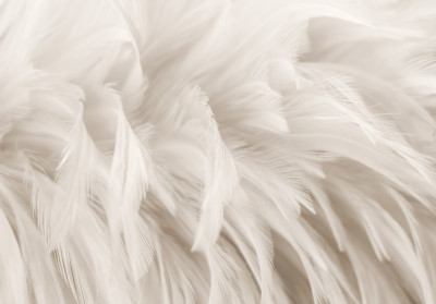Papier peint plumes blanches délicates pastel beige bohème chambre